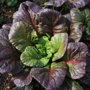Red Tatsoi Hybrid Seeds - Brassica rapa - Purple Asian Leafy Greens - 20 Seed Pack - Image 5