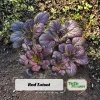 Red Tatsoi Hybrid Seeds - Brassica rapa - Purple Asian Leafy Greens - 20 Seed Pack - Image 1