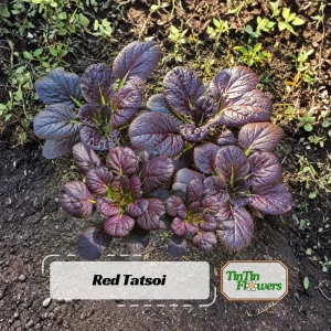 Red Tatsoi Hybrid Seeds - Brassica rapa - Purple Asian Leafy Greens - 20 Seed Pack - Image 1