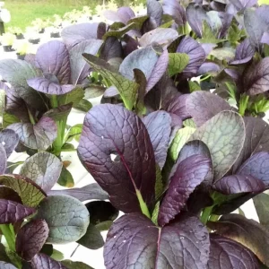 Red Tatsoi Hybrid Seeds - Brassica rapa - Purple Asian Leafy Greens - 20 Seed Pack - Image 6
