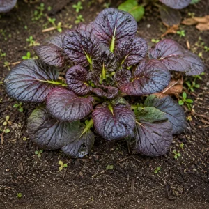 Red Tatsoi Hybrid Seeds - Brassica rapa - Purple Asian Leafy Greens - 20 Seed Pack - Image 7
