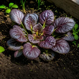 Red Tatsoi Hybrid Seeds - Brassica rapa - Purple Asian Leafy Greens - 20 Seed Pack - Image 8