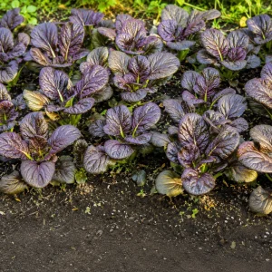 Red Tatsoi Hybrid Seeds - Brassica rapa - Purple Asian Leafy Greens - 20 Seed Pack - Image 9