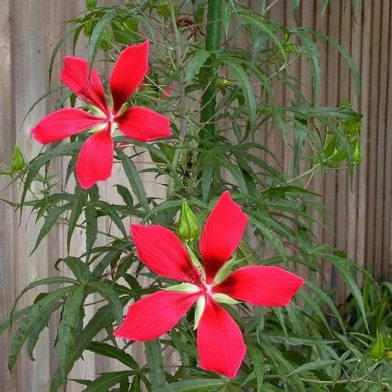Red Texas Star Hibiscus Live Plant – 4in Tall Potted – Outdoor Flowering Shrub - Image 2