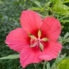 Red Texas Star Hibiscus Live Plant – 4in Tall Potted – Outdoor Flowering Shrub - Image 1