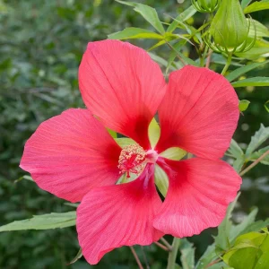 Red Texas Star Hibiscus Live Plant – 4in Tall Potted – Outdoor Flowering Shrub - Image 1
