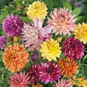 Rembrandt Dahlia Mixture Seeds - 40 Count - Pollinator Friendly Heirloom Flower Seeds - Image 10