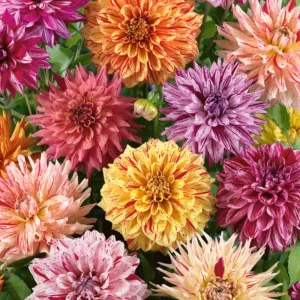 Rembrandt Dahlia Mixture Seeds - 40 Count - Pollinator Friendly Heirloom Flower Seeds - Image 11