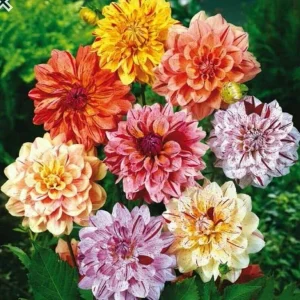 Rembrandt Dahlia Mixture Seeds - 40 Count - Pollinator Friendly Heirloom Flower Seeds - Image 2