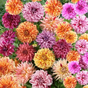 Rembrandt Dahlia Mixture Seeds - 40 Count - Pollinator Friendly Heirloom Flower Seeds - Image 3