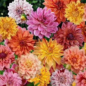 Rembrandt Dahlia Mixture Seeds - 40 Count - Pollinator Friendly Heirloom Flower Seeds - Image 4