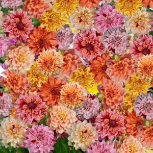 Rembrandt Dahlia Mixture Seeds - 40 Count - Pollinator Friendly Heirloom Flower Seeds - Image 5