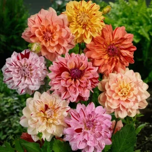 Rembrandt Dahlia Mixture Seeds - 40 Count - Pollinator Friendly Heirloom Flower Seeds - Image 6