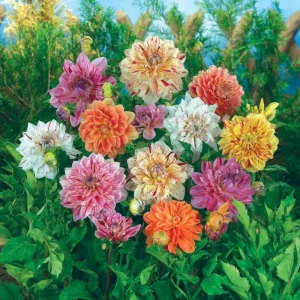 Rembrandt Dahlia Mixture Seeds - 40 Count - Pollinator Friendly Heirloom Flower Seeds - Image 8