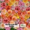 Rembrandt Dahlia Mixture Seeds - 40 Count - Pollinator Friendly Heirloom Flower Seeds - Image 1
