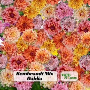 Rembrandt Dahlia Mixture Seeds - 40 Count - Pollinator Friendly Heirloom Flower Seeds - Image 1
