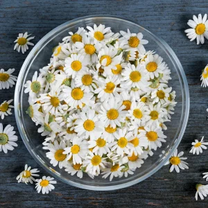 Roman Chamomile Seeds - Tea & Relaxation Perennial - Non GMO - 30 Seeds - Image 11