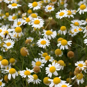 Roman Chamomile Seeds - Tea & Relaxation Perennial - Non GMO - 30 Seeds - Image 13