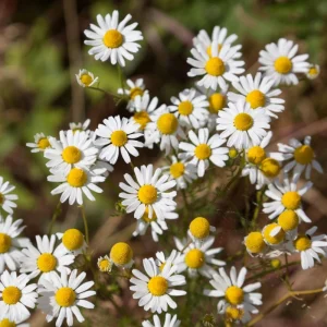 Roman Chamomile Seeds - Tea & Relaxation Perennial - Non GMO - 30 Seeds - Image 2
