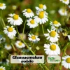 Roman Chamomile Seeds - Tea & Relaxation Perennial - Non GMO - 30 Seeds - Image 1