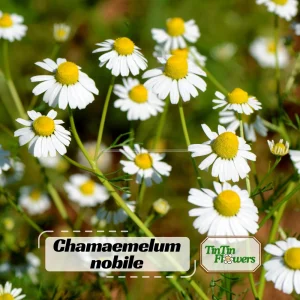 Roman Chamomile Seeds - Tea & Relaxation Perennial - Non GMO - 30 Seeds - Image 1
