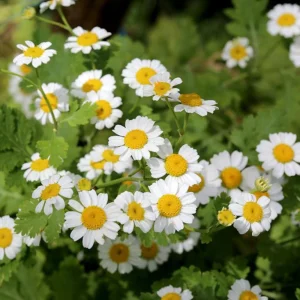 Roman Chamomile Seeds - Tea & Relaxation Perennial - Non GMO - 30 Seeds - Image 3