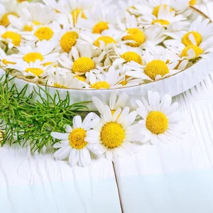 Roman Chamomile Seeds - Tea & Relaxation Perennial - Non GMO - 30 Seeds - Image 4