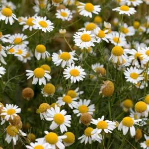 Roman Chamomile Seeds - Tea & Relaxation Perennial - Non GMO - 30 Seeds - Image 5