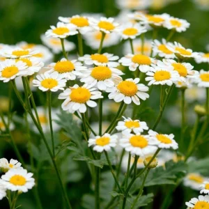 Roman Chamomile Seeds - Tea & Relaxation Perennial - Non GMO - 30 Seeds - Image 6