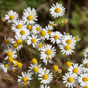 Roman Chamomile Seeds - Tea & Relaxation Perennial - Non GMO - 30 Seeds - Image 7