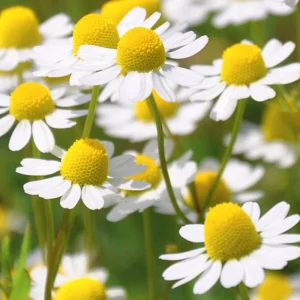 Roman Chamomile Seeds - Tea & Relaxation Perennial - Non GMO - 30 Seeds - Image 8