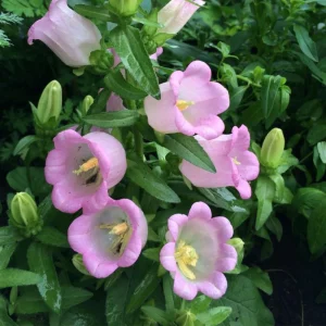 Rose Pink Canterbury Bells Seeds - Campanula medium - 20 Seeds - Biennial Flower - Image 10