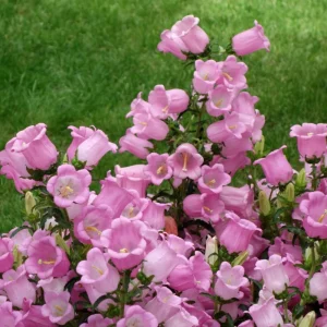 Rose Pink Canterbury Bells Seeds - Campanula medium - 20 Seeds - Biennial Flower - Image 2