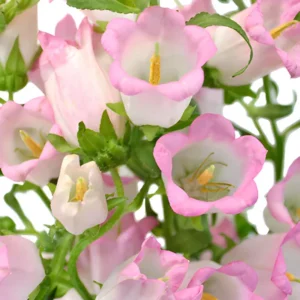 Rose Pink Canterbury Bells Seeds - Campanula medium - 20 Seeds - Biennial Flower - Image 3