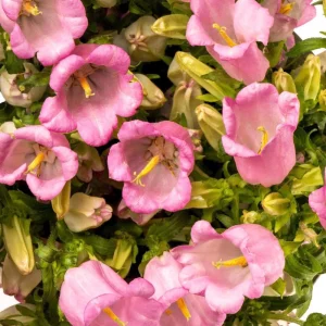 Rose Pink Canterbury Bells Seeds - Campanula medium - 20 Seeds - Biennial Flower - Image 4