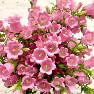 Rose Pink Canterbury Bells Seeds - Campanula medium - 20 Seeds - Biennial Flower - Image 5
