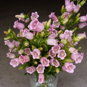 Rose Pink Canterbury Bells Seeds - Campanula medium - 20 Seeds - Biennial Flower - Image 6