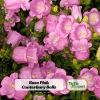 Rose Pink Canterbury Bells Seeds - Campanula medium - 20 Seeds - Biennial Flower - Image 1