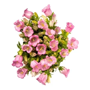 Rose Pink Canterbury Bells Seeds - Campanula medium - 20 Seeds - Biennial Flower - Image 7