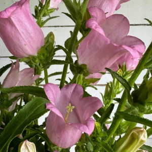 Rose Pink Canterbury Bells Seeds - Campanula medium - 20 Seeds - Biennial Flower - Image 8