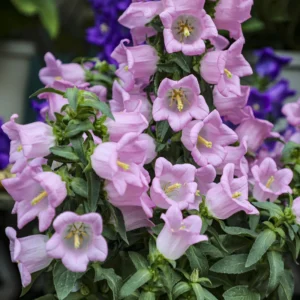 Rose Pink Canterbury Bells Seeds - Campanula medium - 20 Seeds - Biennial Flower - Image 9