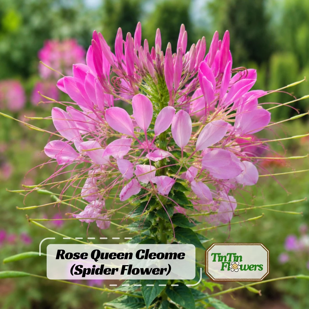 Rose Queen Cleome Seeds - 20 Count - Pink Spider Flower - Tall Annual - Image 1