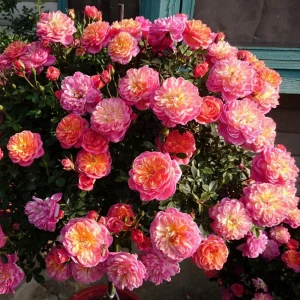 Rose Seeds Mix - 30 Seeds - Fragrant Perennial Flower Seeds for Garden - Image 10