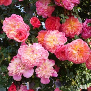 Rose Seeds Mix - 30 Seeds - Fragrant Perennial Flower Seeds for Garden - Image 11