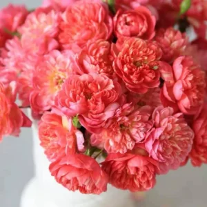 Rose Seeds Mix - 30 Seeds - Fragrant Perennial Flower Seeds for Garden - Image 13