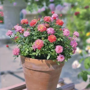 Rose Seeds Mix - 30 Seeds - Fragrant Perennial Flower Seeds for Garden - Image 14