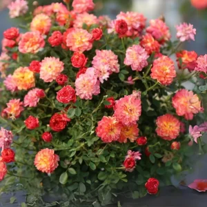 Rose Seeds Mix - 30 Seeds - Fragrant Perennial Flower Seeds for Garden - Image 15
