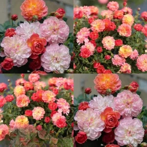 Rose Seeds Mix - 30 Seeds - Fragrant Perennial Flower Seeds for Garden - Image 16