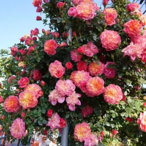 Rose Seeds Mix - 30 Seeds - Fragrant Perennial Flower Seeds for Garden - Image 2