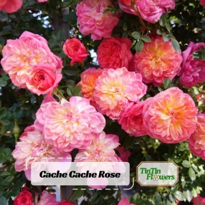 Rose Seeds Mix - 30 Seeds - Fragrant Perennial Flower Seeds for Garden - Image 1